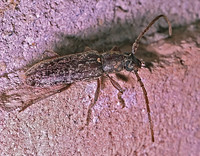 Anelaphus inermis 53629+
