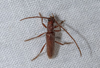 Aneflomorpha  ELAPHIDIINI LONGHORN BEETLE 3039356z