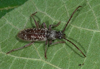 Anelaphus inermis 6023709