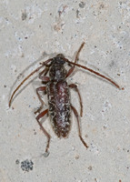 Anelaphus inermis 6024301