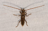 Anelaphus pumilus  ELAPHIDIINI LONGHORN BEETLE 3028423