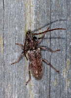Anelaphus inermis 7003360+