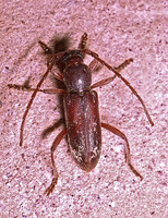 Anelaphus spurcus 53630 A