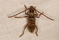 Anelaphus spurcus  ELAPHIDIINI LONGHORN BEETLE 3031971