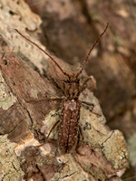 Anelaphus pumilus  ELAPHIDIINI LONGHORN BEETLE 6038367