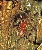 Anelaphus spurcus 70923 +