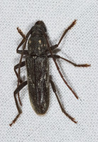 Anelaphus subdepressums 6024775+