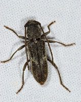 Anelaphus subdepressums 6024615+