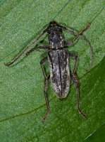 Anelaphus subdepressums 6024924