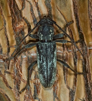 Anelaphus subdepressums 6024941+