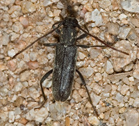Anelaphus subdepressums 6025170+