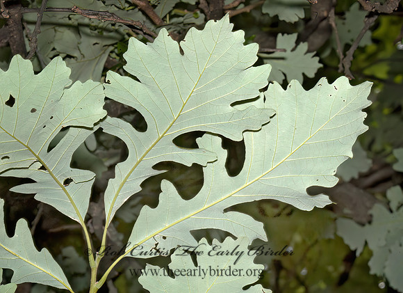 Quercus macrocarpa  BUR OAK 5009094z
