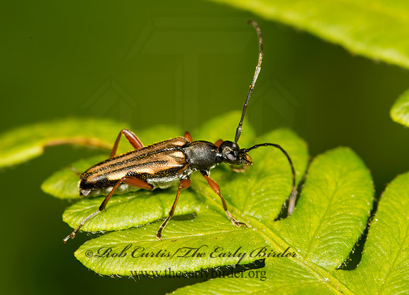 Analeptura lineola  LEPTURINI LONGHORN BEETLE 9032323+