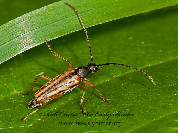 Analeptura lineola  LEPTURINI LONGHORN BEETLE 3013635+