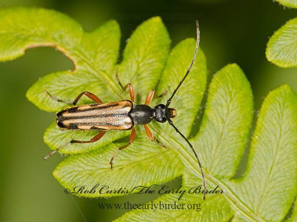 Analeptura lineola  LEPTURINI LONGHORN BEETLE 9032326+