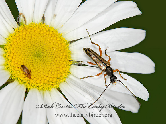 Analeptura lineola  LEPTURINI LONGHORN BEETLE 9031755+