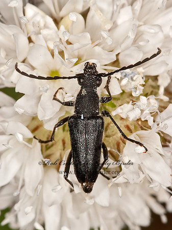 Anastrangalia laetifica  DIMORPHIC FLOWER LONGHORN 8037084+
