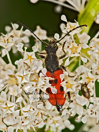 Anastrangalia laetifica  DIMORPHIC FLOWER LONGHORN 8037068+