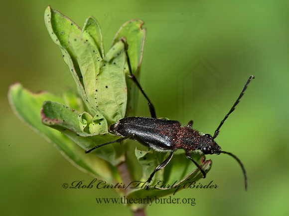 Anastrangalia laetifica  DIMORPHIC FLOWER LONGHORN 8037163+