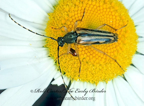 Analeptura lineola 176612+