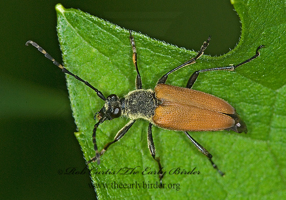 Brachyleptura rubrica 6006970