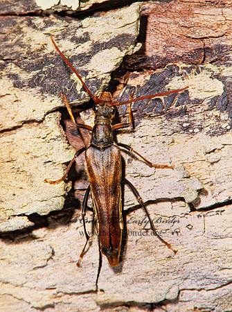 Bellamira scalaris 268036+