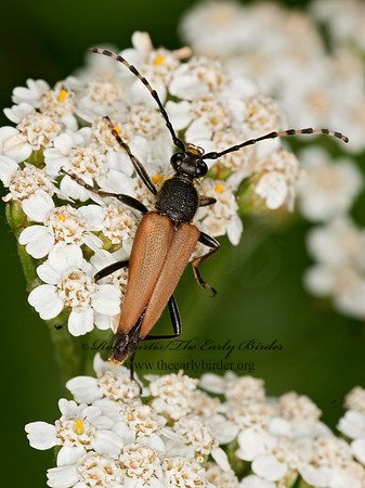 Brachyleptura rubrica  FLOWER LONGHORN 3015448+