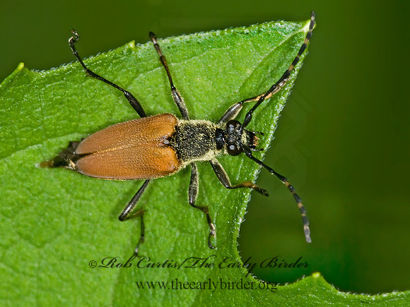 Brachyleptura rubrica 6006971