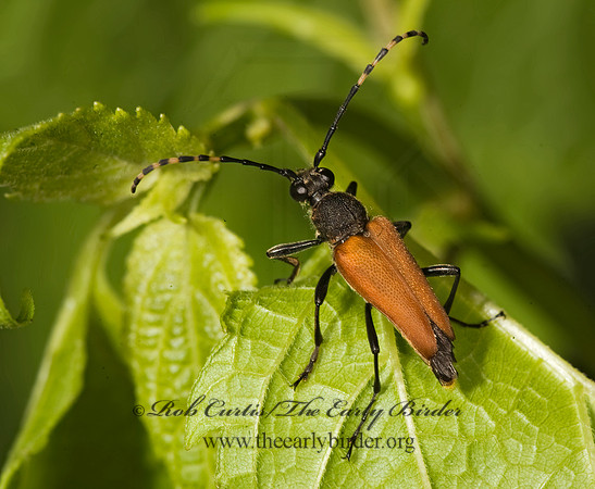 Brachyleptura rubrica 8015289+
