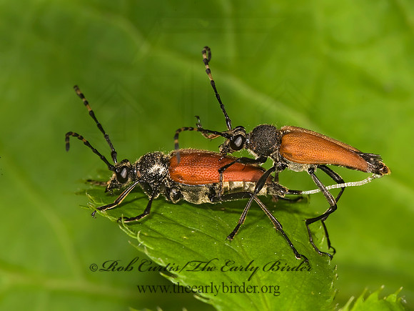 Brachyleptura rubrica 8015317
