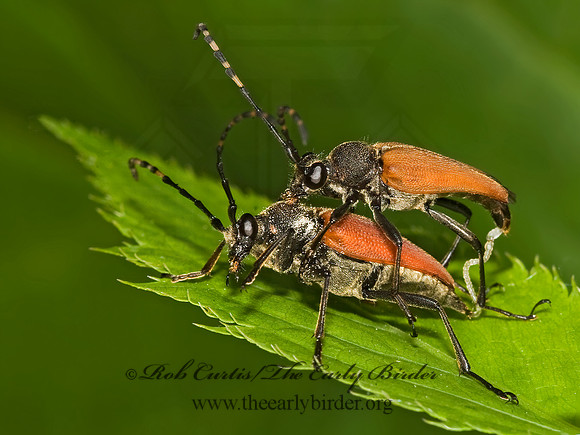 Brachyleptura rubrica 8015300+