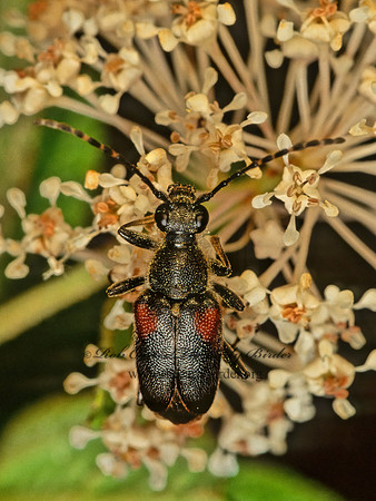 Brachyleptura vagans  LEPTURINI LONGHORN BEETLE 171402+