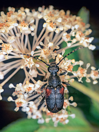 Brachyleptura vagans 171401+