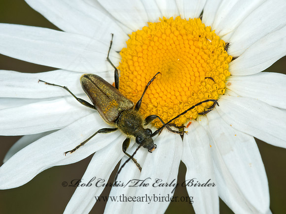 Cosmosalia chrysocoma  FLOWER LONGHORN BEETLE 3014037+