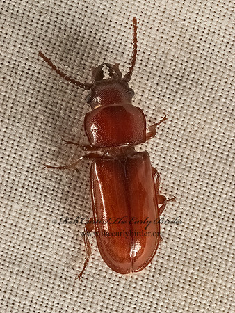 Parandra brunnea  POLE BORER 9050737+
