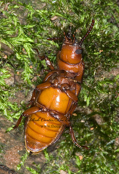Neandra brunnea 6011226+