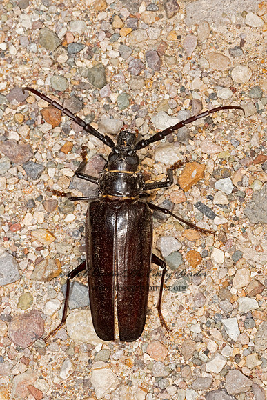Derobrachus hoverei  PALO VERDE ROOT BORER 3038979