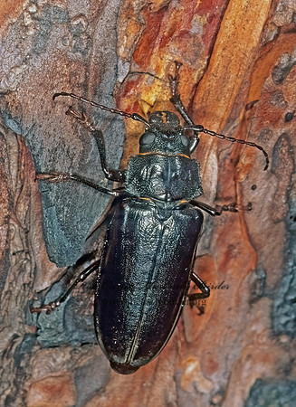 Archodontes melanoplus 262030+
