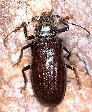 Malladonopsis corrosa 196508 +