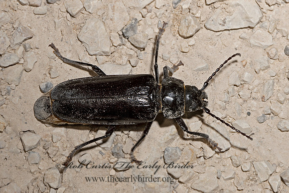 Archodontes melanopus  MACROTOMINI LONGHORN BEETLE 3039396