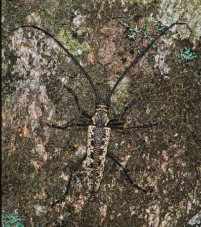Disteniazteca pilatei 197117