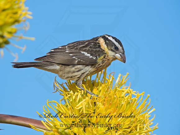 Pheucticus melanocephalus  BLACK-HEADED GROSBEAK 9056669z
