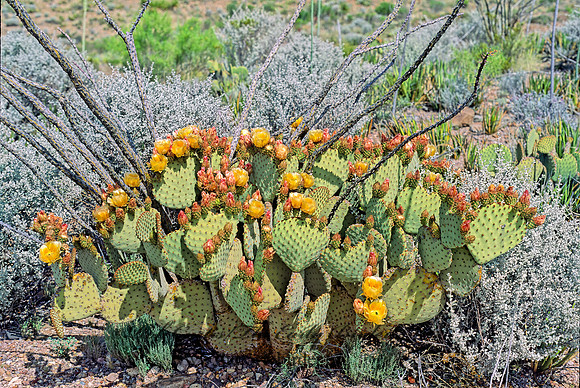 Opuntia humifusa  EASTERN PRICKLY PEAR 71518z