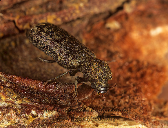 Lichenophanes  HORNED POWDER POST BEETLE 1113016z
