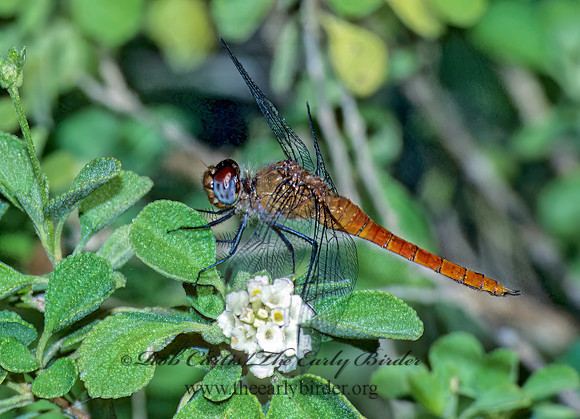 Brachymesia furcatas RED-TAILED PENNANT 18529 Mz