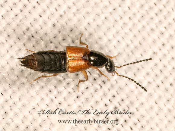 Philonthus rufulus  STAPHILINI ROVE BEETLE 9083773z