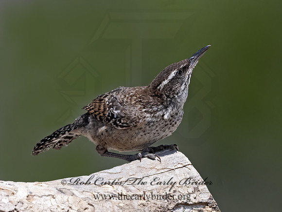 Campylorhynchus brunneicapillus  CACTUS WREN 3034176z