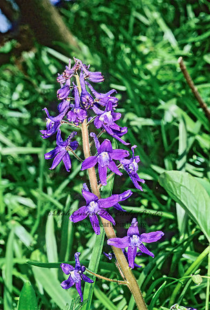 Delphinium tricorne  DWARF LARKSPUR 265308z