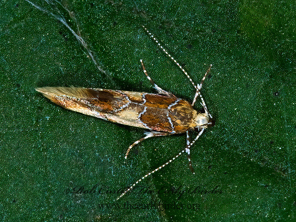 Epicallima argenticinctella ORANGE-HEADED EPICALLIMA 6010467z