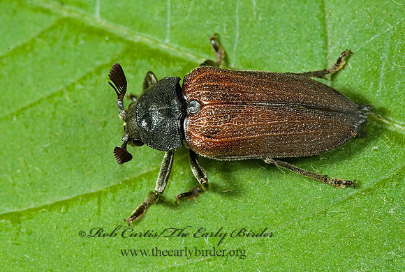 Sandalus niger  CEDAR BEETLE 5013052~z